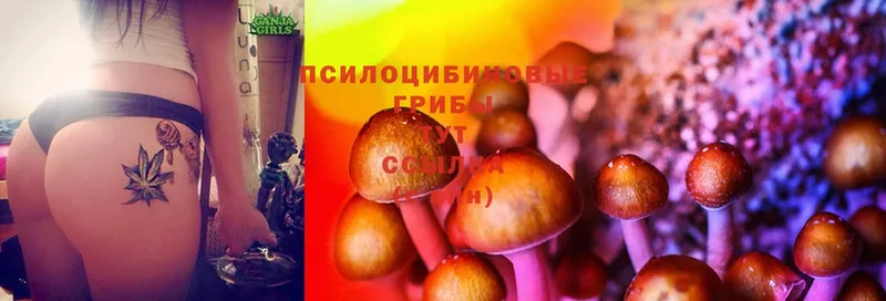 мега tor  магазин  наркотиков  Моздок  Галлюциногенные грибы MAGIC MUSHROOMS 